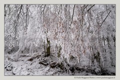 neve-alberi-foglie-Paolo-Maggiani-Photos-144