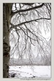 neve-alberi-foglie-Paolo-Maggiani-Photos-D61018P_MAG7873