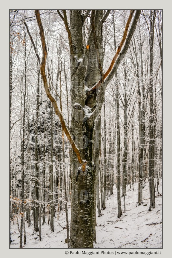 neve-alberi-foglie-Paolo-Maggiani-Photos-D61018P_MAG7884