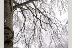 neve-alberi-foglie-Paolo-Maggiani-Photos-D61018P_MAG7873
